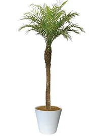 観葉植物レンタル