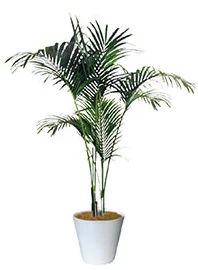 観葉植物レンタル