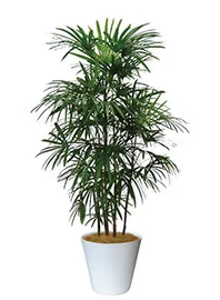 観葉植物レンタル
