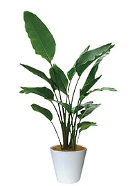 観葉植物レンタル