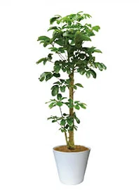 観葉植物レンタル