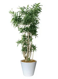 観葉植物レンタル