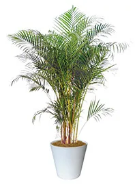 観葉植物レンタル