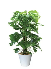 観葉植物レンタル
