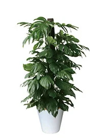 観葉植物レンタル