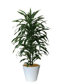 観葉植物レンタル