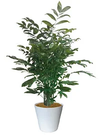 観葉植物レンタル