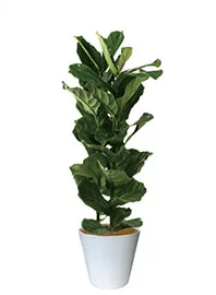 観葉植物レンタル