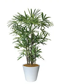 観葉植物レンタル