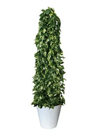 観葉植物レンタル