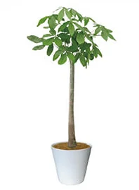 観葉植物レンタル