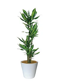 観葉植物レンタル