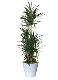 観葉植物レンタル