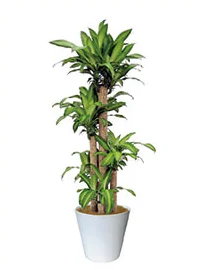 観葉植物レンタル