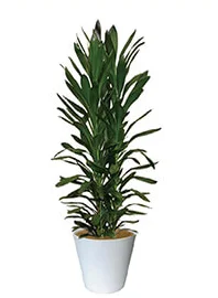 観葉植物レンタル