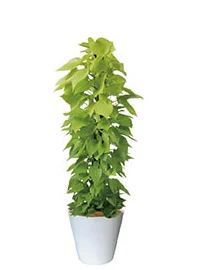 観葉植物レンタル