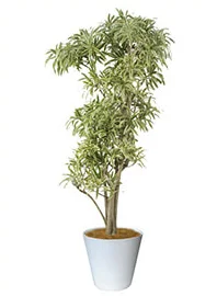 観葉植物レンタル