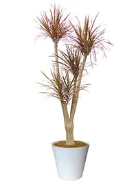 観葉植物レンタル