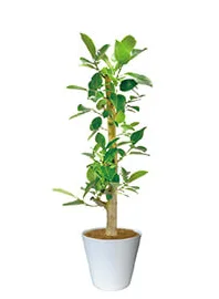 観葉植物レンタル