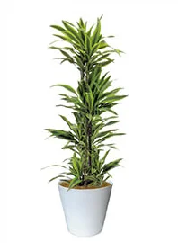 観葉植物レンタル
