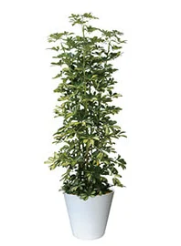 観葉植物レンタル