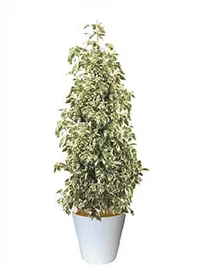 観葉植物レンタル