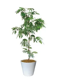 観葉植物レンタル