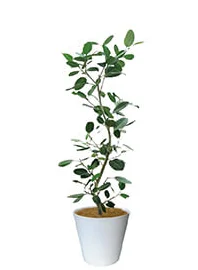 観葉植物レンタル