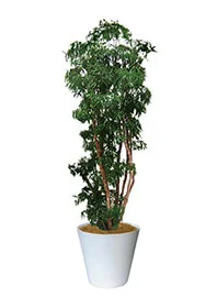 観葉植物レンタル