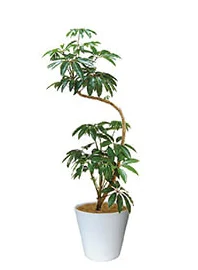 観葉植物レンタル