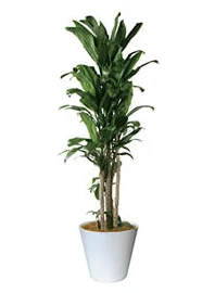 観葉植物レンタル