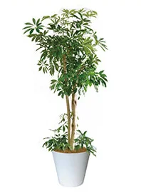 観葉植物レンタル
