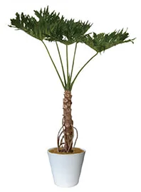観葉植物レンタル