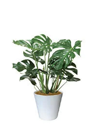 観葉植物レンタル