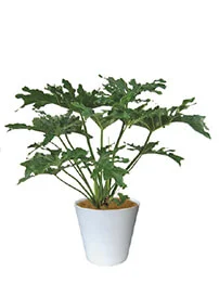 観葉植物レンタル