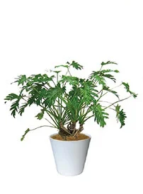 観葉植物レンタル