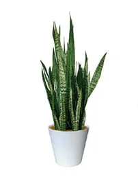 観葉植物レンタル