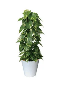 観葉植物レンタル