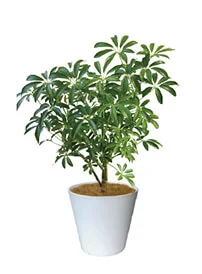 観葉植物レンタル
