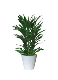 観葉植物レンタル