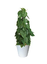 観葉植物レンタル
