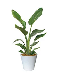 観葉植物レンタル