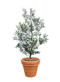 観葉植物レンタル