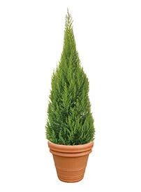 観葉植物レンタル