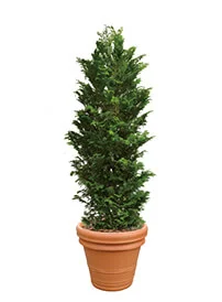 観葉植物レンタル