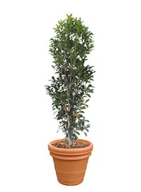 観葉植物レンタル
