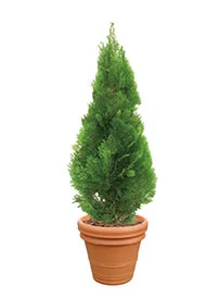 観葉植物レンタル