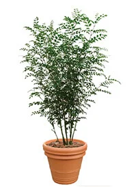 観葉植物レンタル