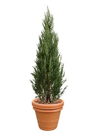 観葉植物レンタル