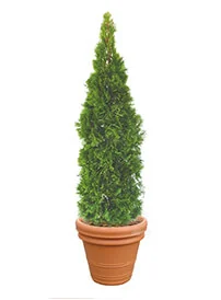 観葉植物レンタル